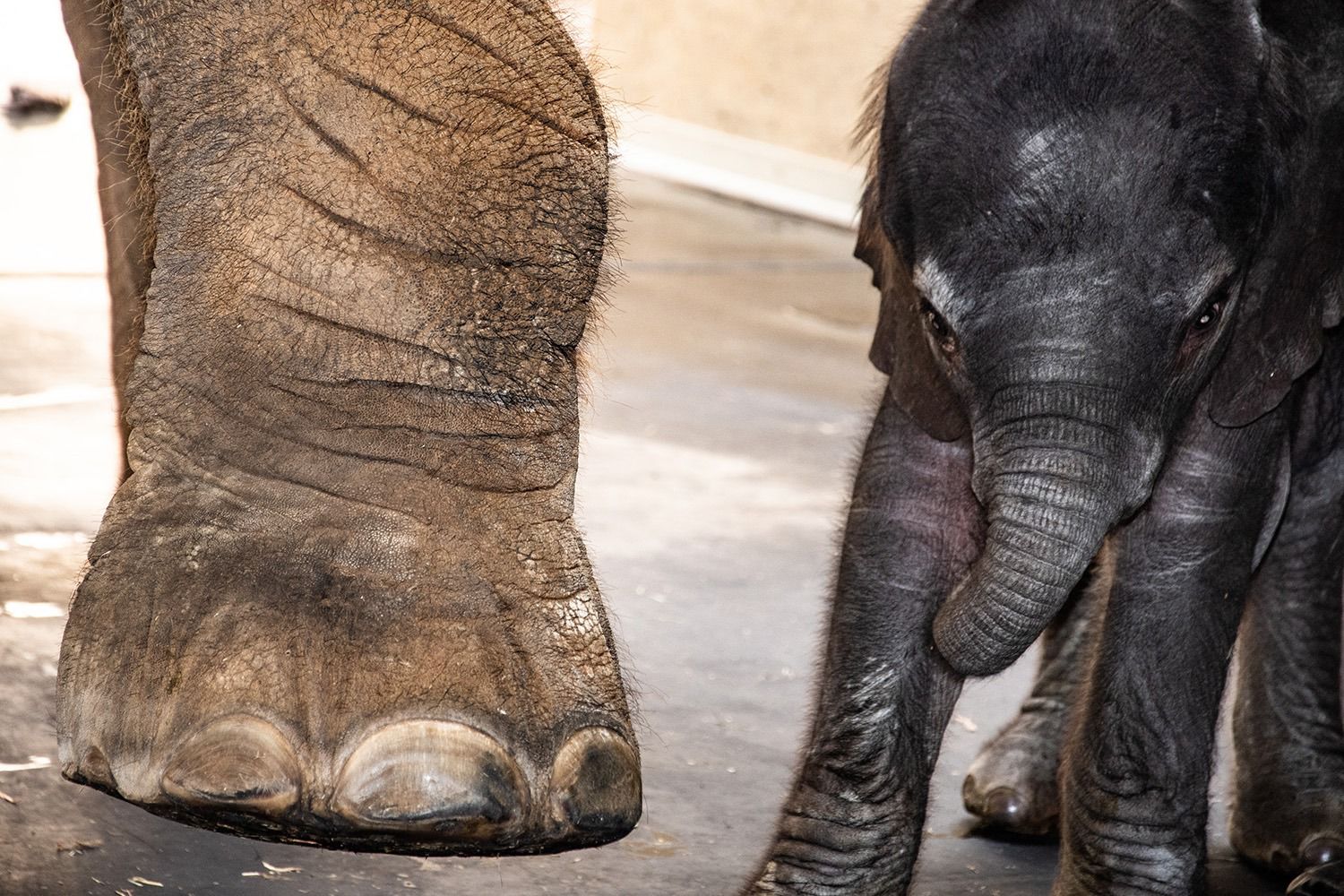 BABY ELEPHANT 3.jpg